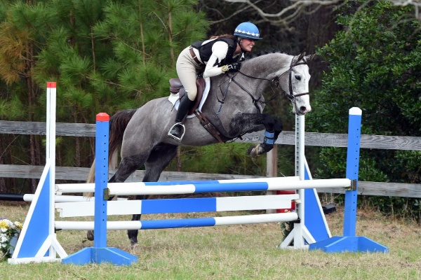 Trained Thoroughbred Sport Horse